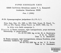 Gymnosporangium clavariiforme image